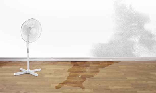 Best Water damage mitigation services  in Belfast, ME